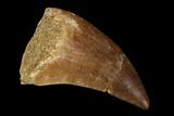 Mosasaur (Prognathodon) Tooth - Morocco #118901-1
